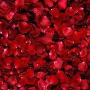 Meet your Posher, Cat